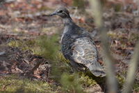 Brozen Winged Pidgeon - Berringa Sanctuary