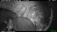 Brush Tail Possum - Berringa Sanctuary