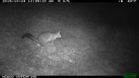 Brush Tail Possum - Berringa Sanctuary