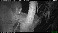 Brush Tail Possum - Berringa Sanctuary