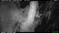 Brush Tail Possum - Berringa Sanctuary