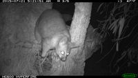 Brush Tail Possum - Berringa Sanctuary