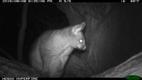 Brush Tail Possum - Berringa Sanctuary