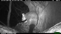 Brush Tail Possum - Berringa Sanctuary