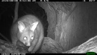 Brush Tail Possum - Berringa Sanctuary