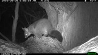 Brush Tail Possum - Berringa Sanctuary