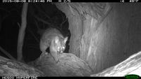 Brush Tail Possum - Berringa Sanctuary