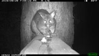 Brush Tail Possum - Berringa Sanctuary