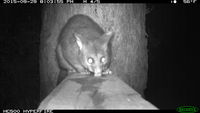 Brush Tail Possum - Berringa Sanctuary