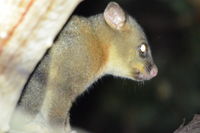 Brush Tail Possum - Berringa Sanctuary