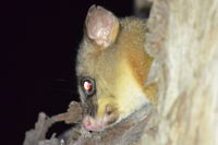 Brush Tail Possum - Berringa Sanctuary