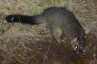 Brush Tail Possum - Berringa Sanctuary