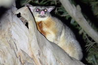 Brush Tail Possum - Berringa Sanctuary