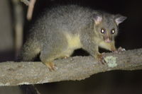 Brush Tail Possum - Berringa Sanctuary