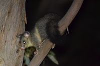 Brush Tail Possum - Berringa Sanctuary