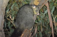 Brush Tail Possum - Berringa Sanctuary