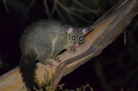 Brush Tail Possum - Berringa Sanctuary