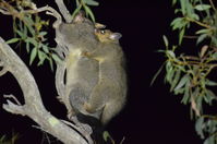 Brush Tail Possum - Berringa Sanctuary