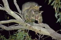 Brush Tail Possum - Berringa Sanctuary