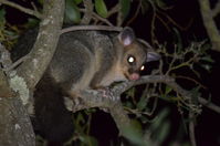 Brush Tail Possum - Berringa Sanctuary