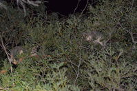 Brush Tail Possum - Berringa Sanctuary