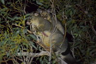 Brush Tail Possum - Berringa Sanctuary