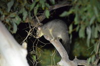 Brush Tail Possum - Berringa Sanctuary