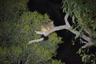 Brush Tail Possum - Berringa Sanctuary
