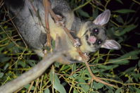 Brush Tail Possum - Berringa Sanctuary