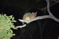 Brush Tail Possum - Berringa Sanctuary