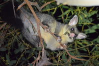 Brush Tail Possum - Berringa Sanctuary