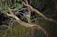 Brush Tail Possum - Berringa Sanctuary