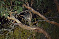 Brush Tail Possum - Berringa Sanctuary