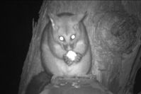 Brush Tail Possum - Berringa Sanctuary