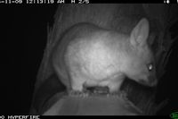 Brush Tail Possum - Berringa Sanctuary