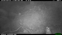 Brush Tail Possum - Berringa Sanctuary