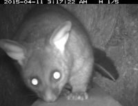 Brush Tail Possum - Berringa Sanctuary