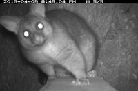 Brush Tail Possum - Berringa Sanctuary