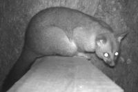 Brush Tail Possum - Berringa Sanctuary