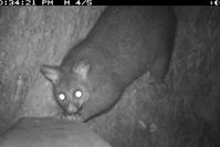 Brush Tail Possum - Berringa Sanctuary