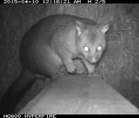 Brush Tail Possum - Berringa Sanctuary