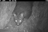 Brush Tail Possum - Berringa Sanctuary