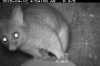 Brush Tail Possum - Berringa Sanctuary