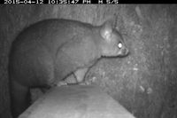 Brush Tail Possum - Berringa Sanctuary