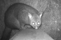 Brush Tail Possum - Berringa Sanctuary