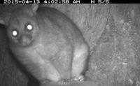 Brush Tail Possum - Berringa Sanctuary