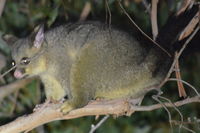 Brush Tail Possum - Berringa Sanctuary