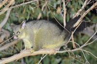 Brush Tail Possum - Berringa Sanctuary