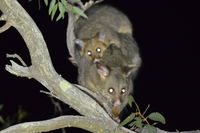 Brush Tail Possum and baby - Berringa Sanctuary