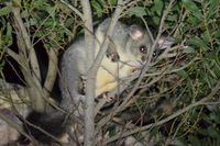 Brush Tailed Possums - The Block Berringa